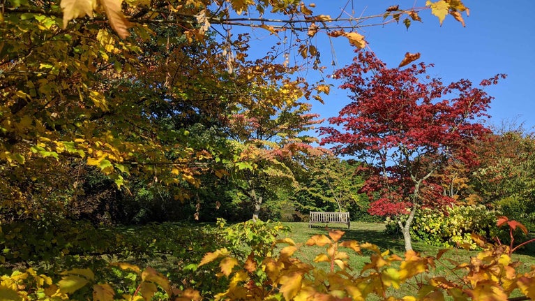Splashes of autumn colour set against a bright blue, cloudless sky in the South Garden at Emmetts Garden, Kent